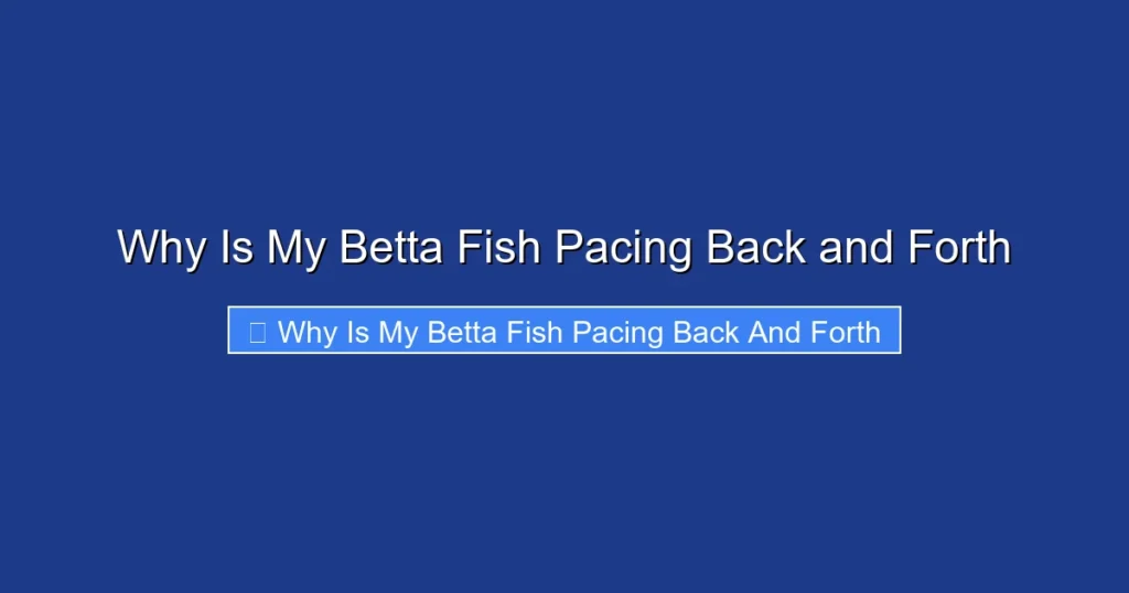 Why Is My Betta Fish Pacing Back and Forth