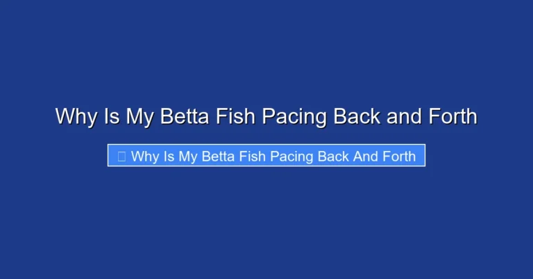 Why Is My Betta Fish Pacing Back and Forth
