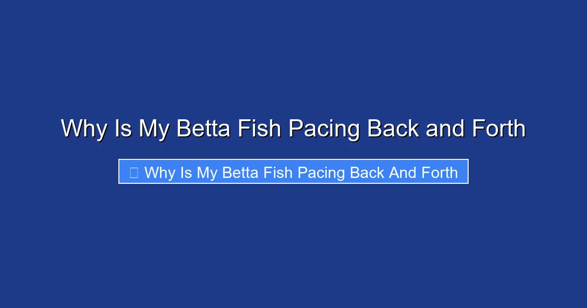 Why Is My Betta Fish Pacing Back and Forth