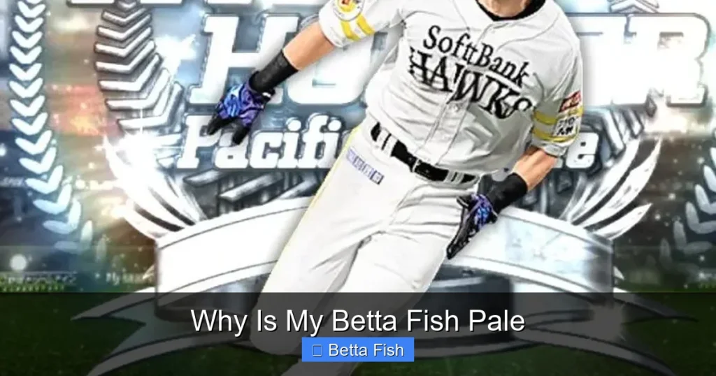 Why Is My Betta Fish Pale