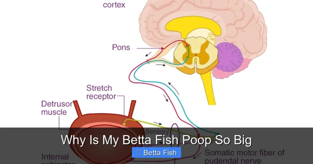 Why Is My Betta Fish Poop So Big