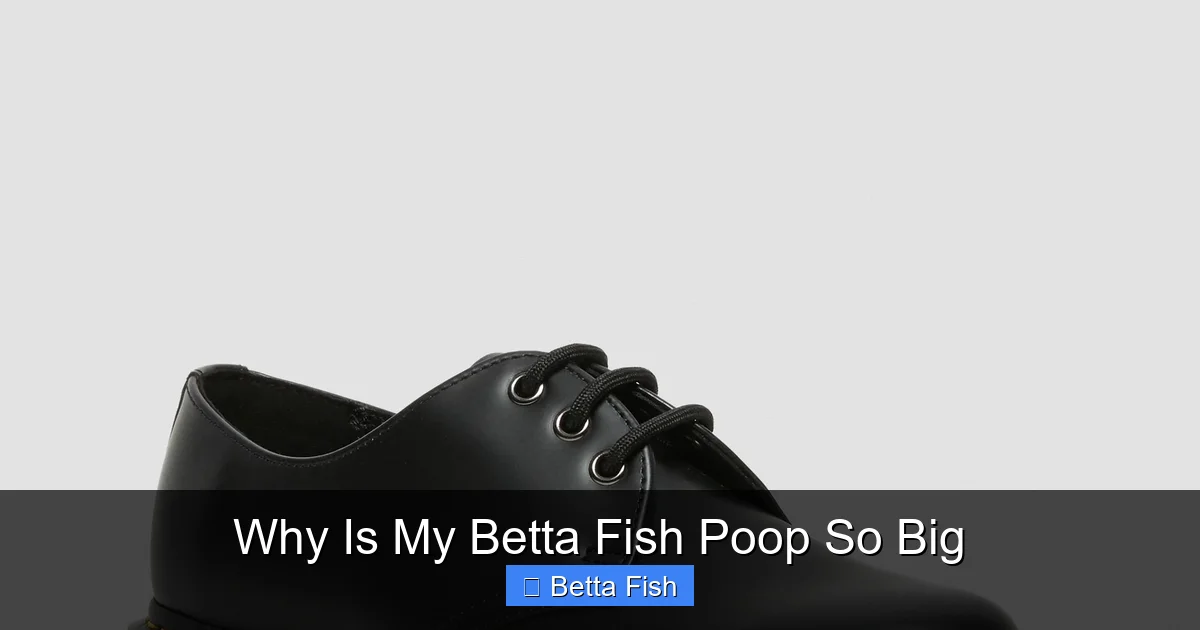Why Is My Betta Fish Poop So Big