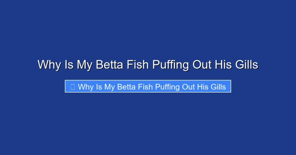 Why Is My Betta Fish Puffing Out His Gills