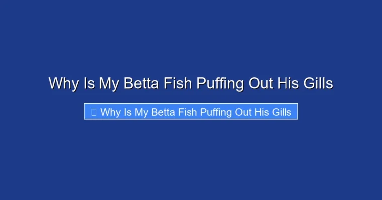 Why Is My Betta Fish Puffing Out His Gills