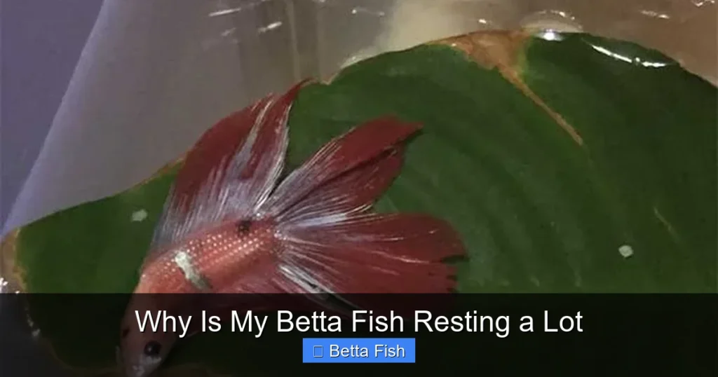 Why Is My Betta Fish Resting a Lot