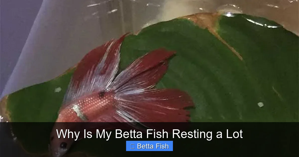 Why Is My Betta Fish Resting a Lot