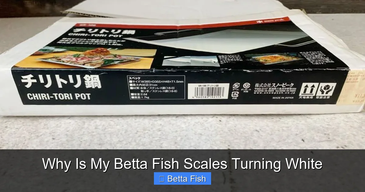 Why Is My Betta Fish Scales Turning White