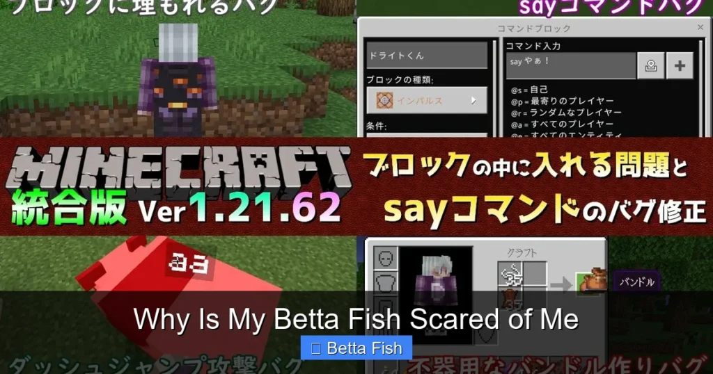 Why Is My Betta Fish Scared of Me