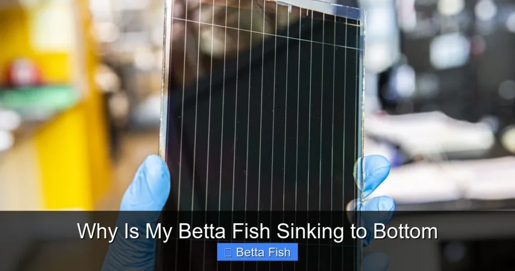 Why Is My Betta Fish Sinking to Bottom