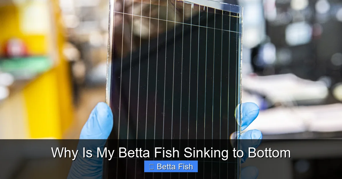 Why Is My Betta Fish Sinking to Bottom
