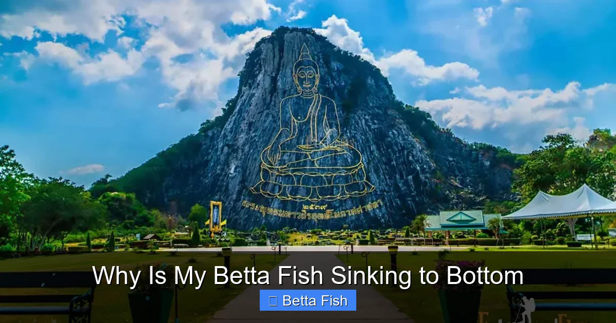 Why Is My Betta Fish Sinking to Bottom