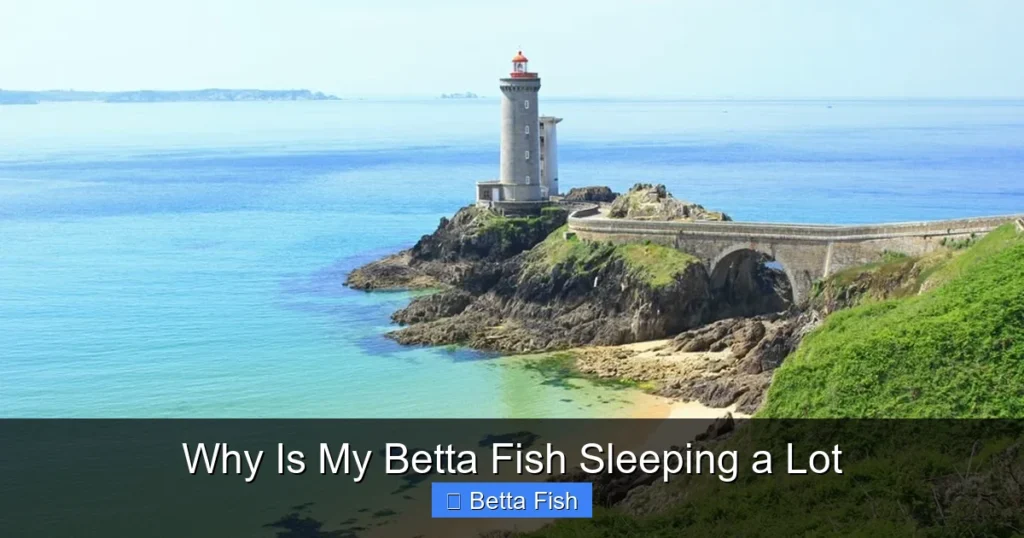 Why Is My Betta Fish Sleeping a Lot