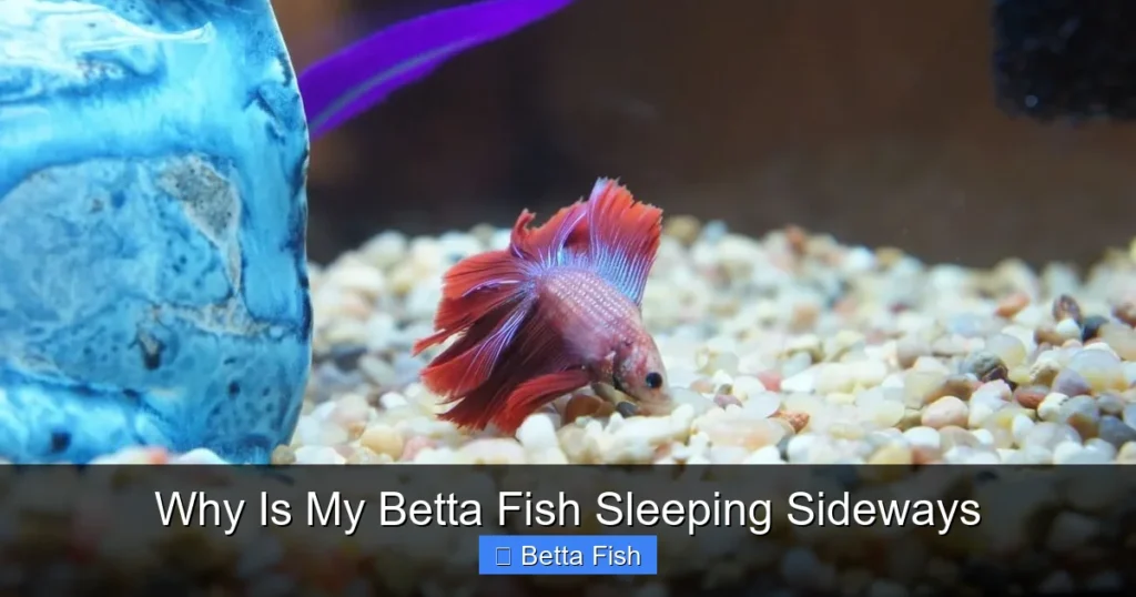 Why Is My Betta Fish Sleeping Sideways