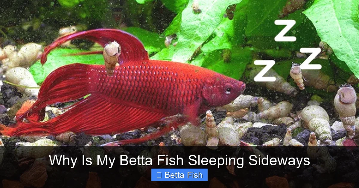 Why Is My Betta Fish Sleeping Sideways