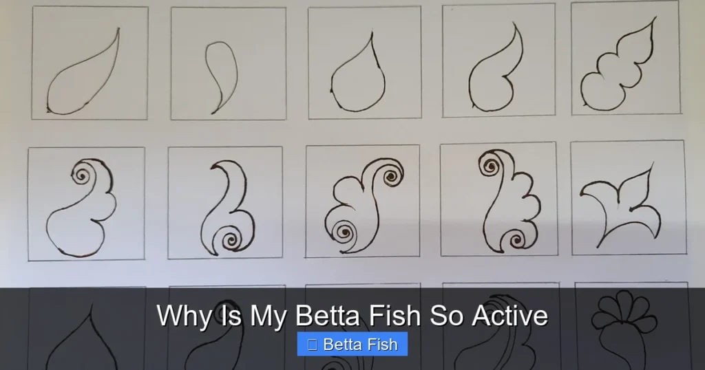 Why Is My Betta Fish So Active