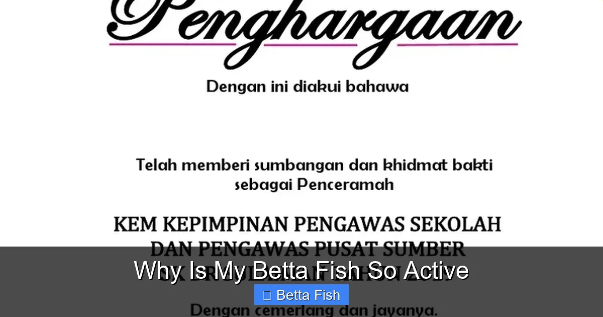 Why Is My Betta Fish So Active
