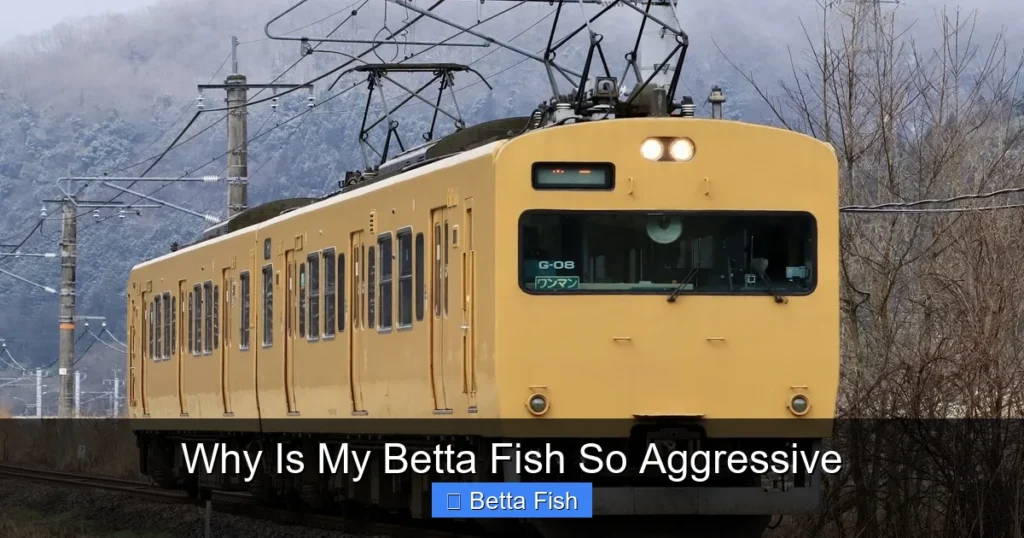 Why Is My Betta Fish So Aggressive