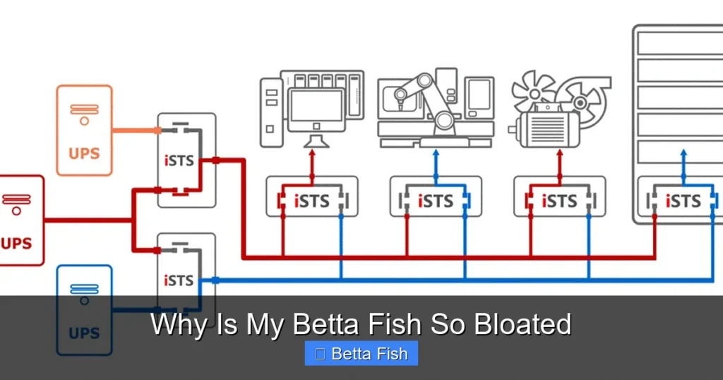 Why Is My Betta Fish So Bloated