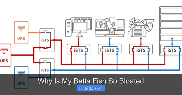 Why Is My Betta Fish So Bloated