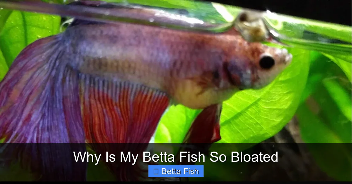 Why Is My Betta Fish So Bloated
