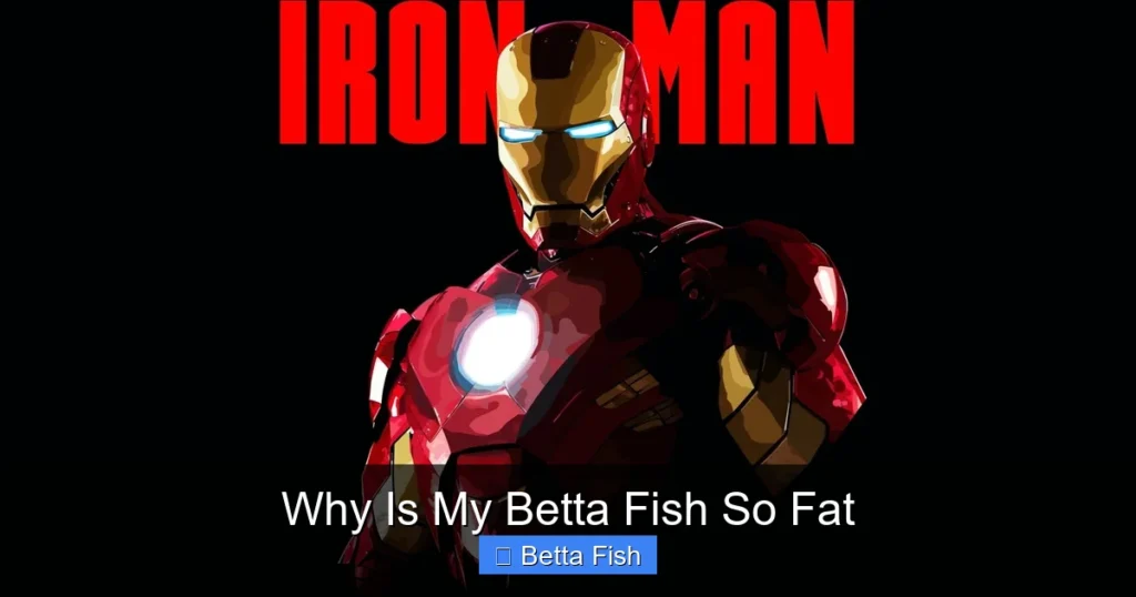 Why Is My Betta Fish So Fat
