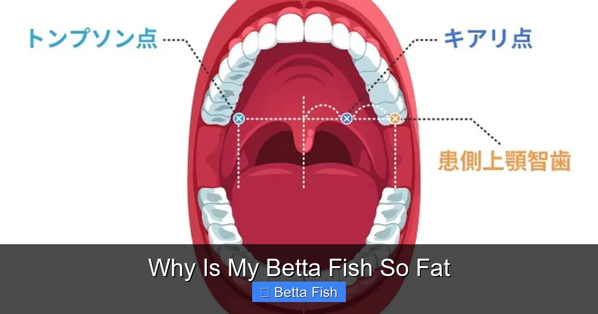 Why Is My Betta Fish So Fat