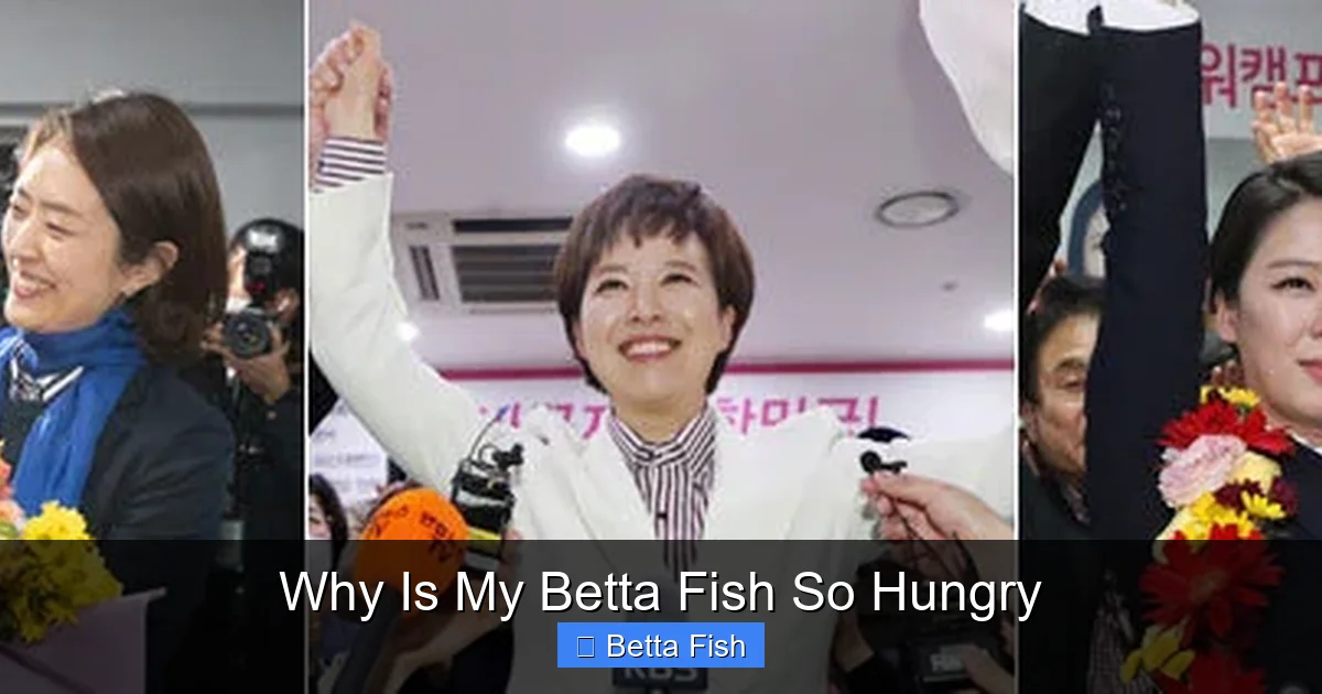 Why Is My Betta Fish So Hungry