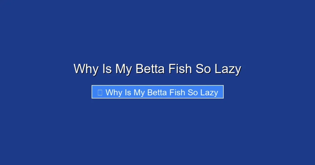 Why Is My Betta Fish So Lazy
