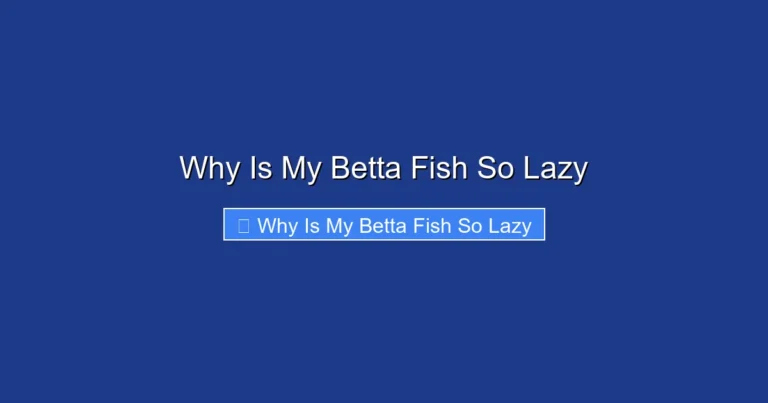 Why Is My Betta Fish So Lazy