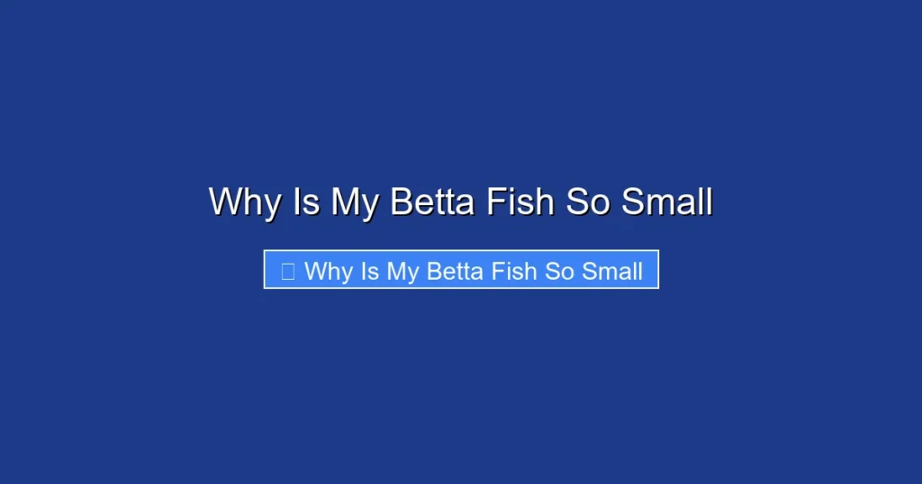 Why Is My Betta Fish So Small