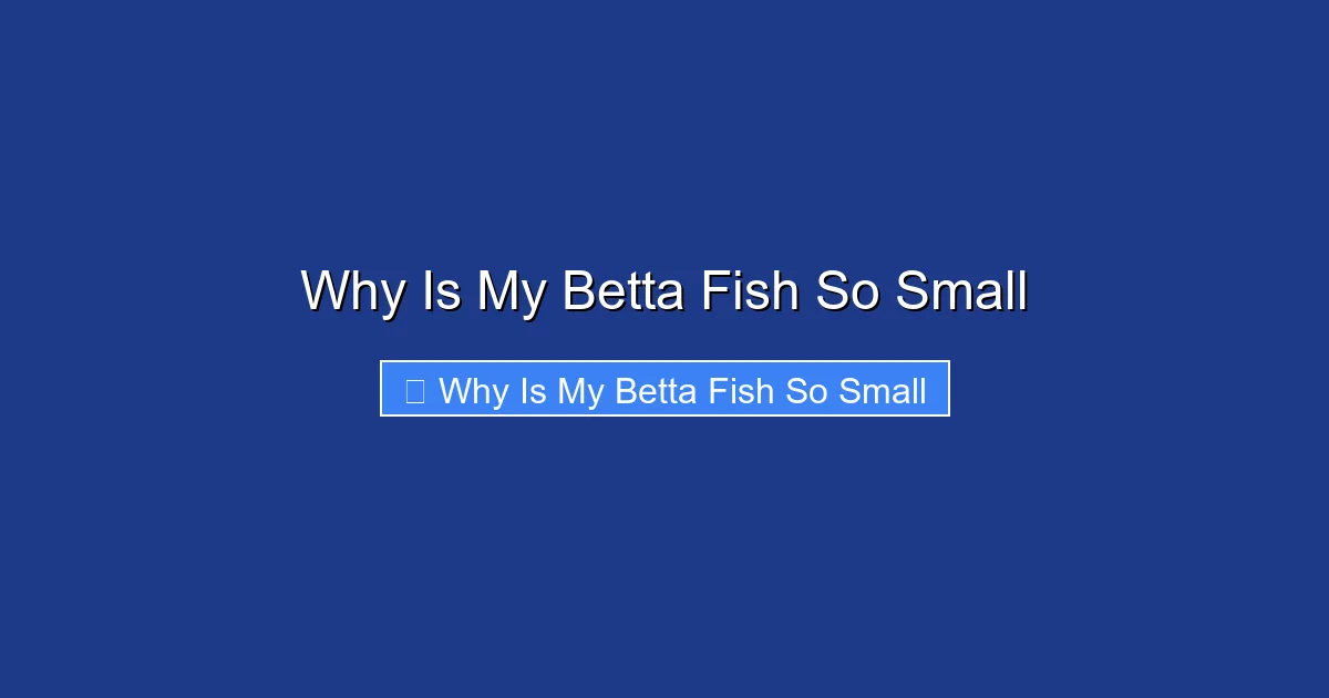 Why Is My Betta Fish So Small