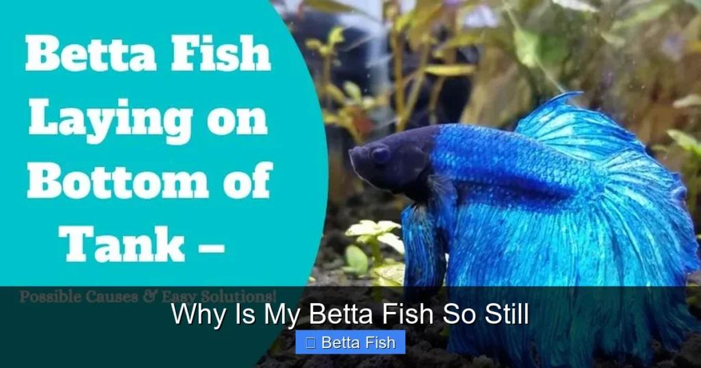 Why Is My Betta Fish So Still