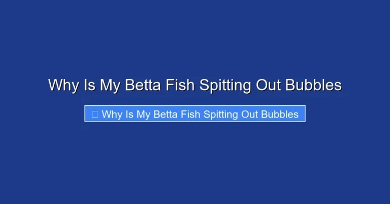 Why Is My Betta Fish Spitting Out Bubbles