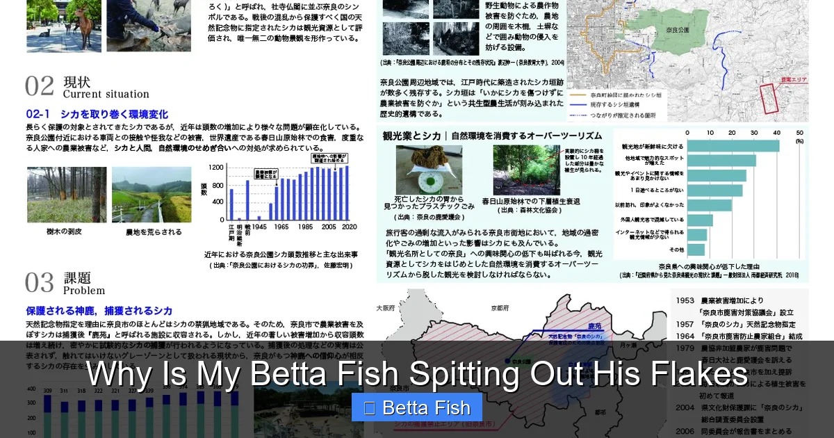 Why Is My Betta Fish Spitting Out His Flakes