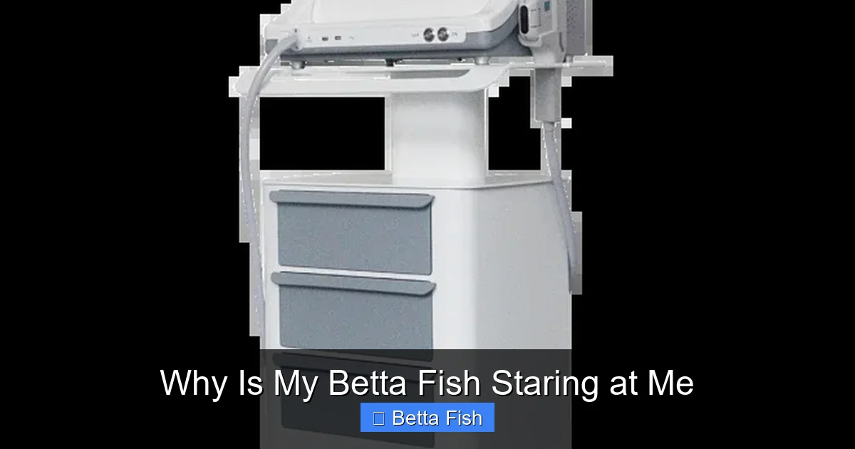 Why Is My Betta Fish Staring at Me