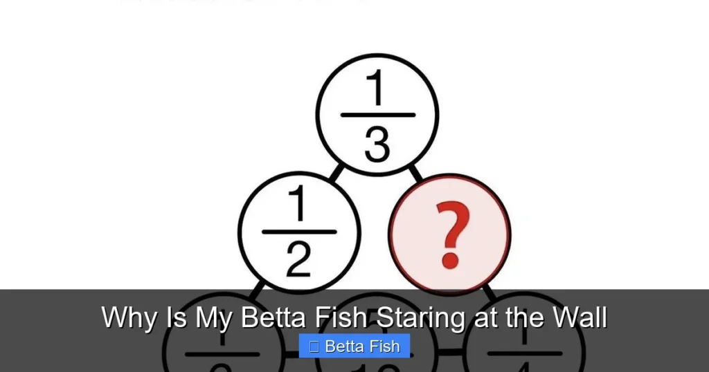 Why Is My Betta Fish Staring at the Wall