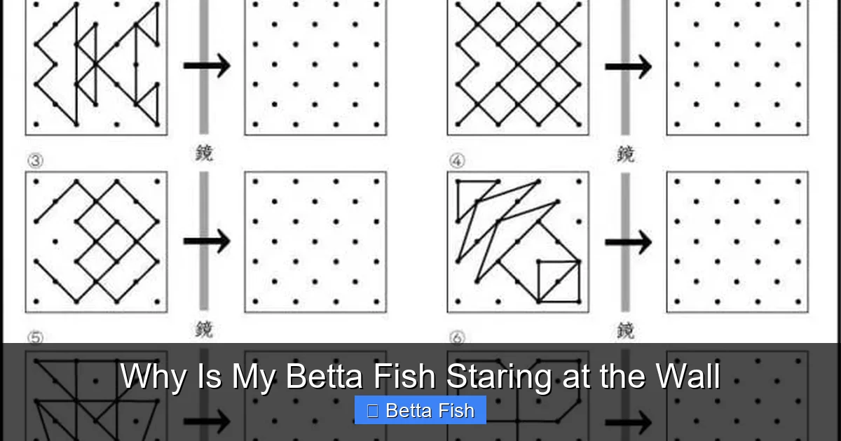 Why Is My Betta Fish Staring at the Wall