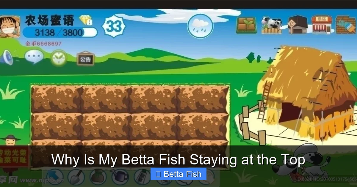 Why Is My Betta Fish Staying at the Top