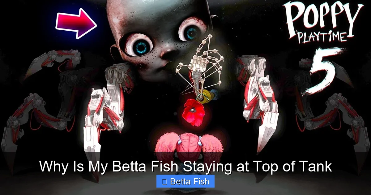 Why Is My Betta Fish Staying at Top of Tank