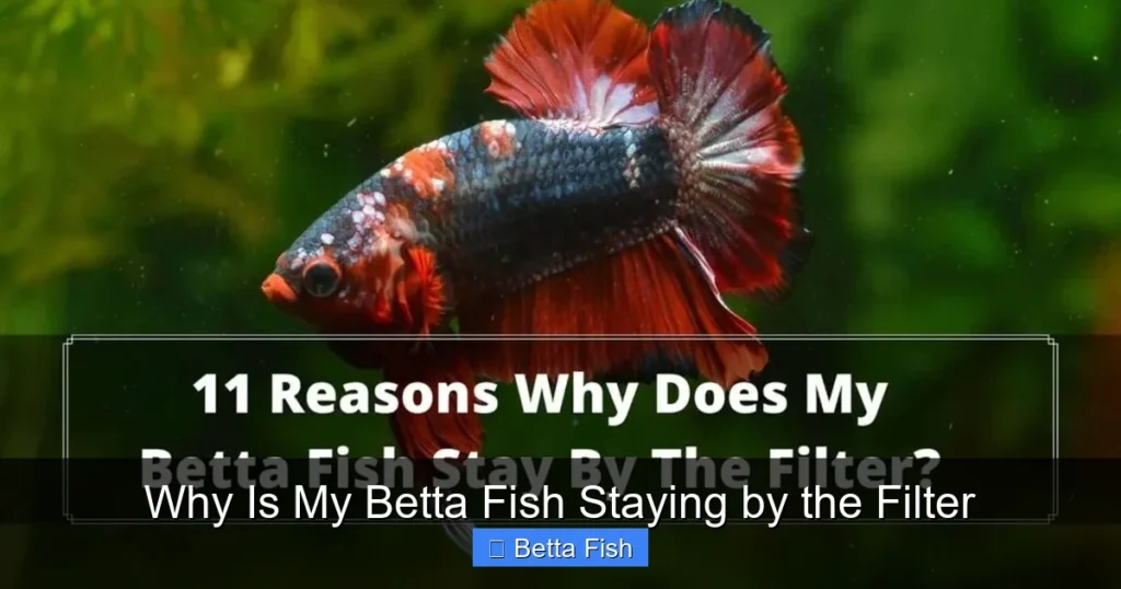 Why Is My Betta Fish Staying by the Filter