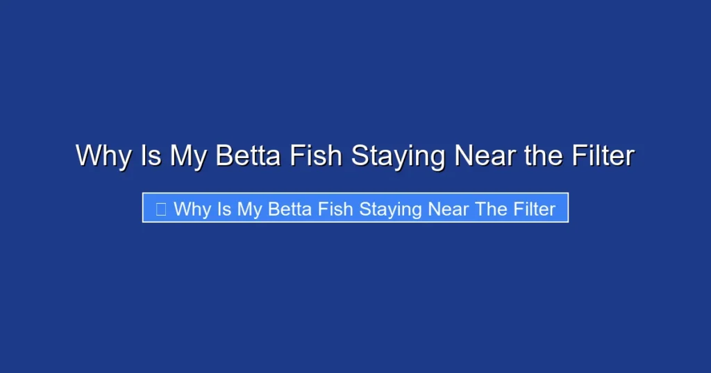 Why Is My Betta Fish Staying Near the Filter