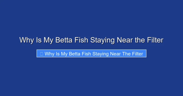 Why Is My Betta Fish Staying Near the Filter