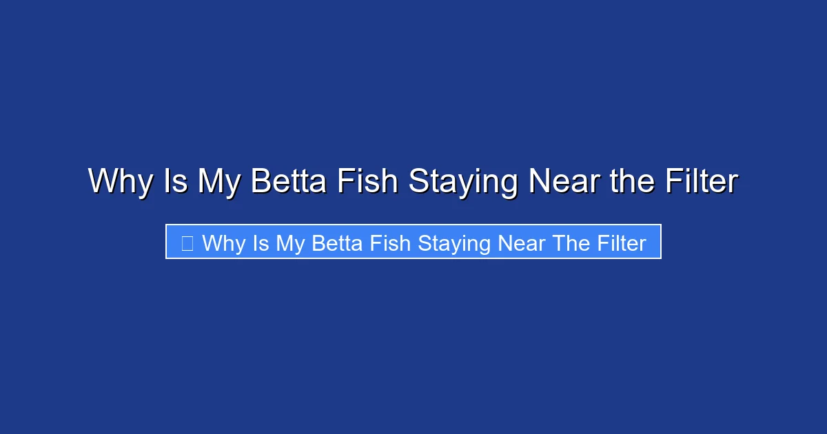 Why Is My Betta Fish Staying Near the Filter