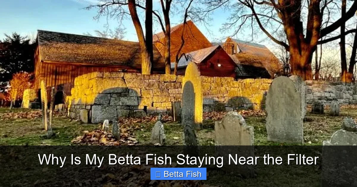 Why Is My Betta Fish Staying Near the Filter