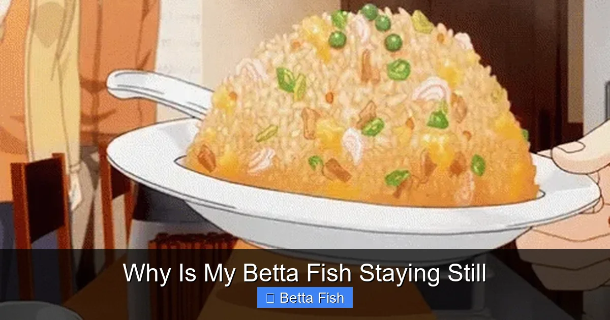 Why Is My Betta Fish Staying Still