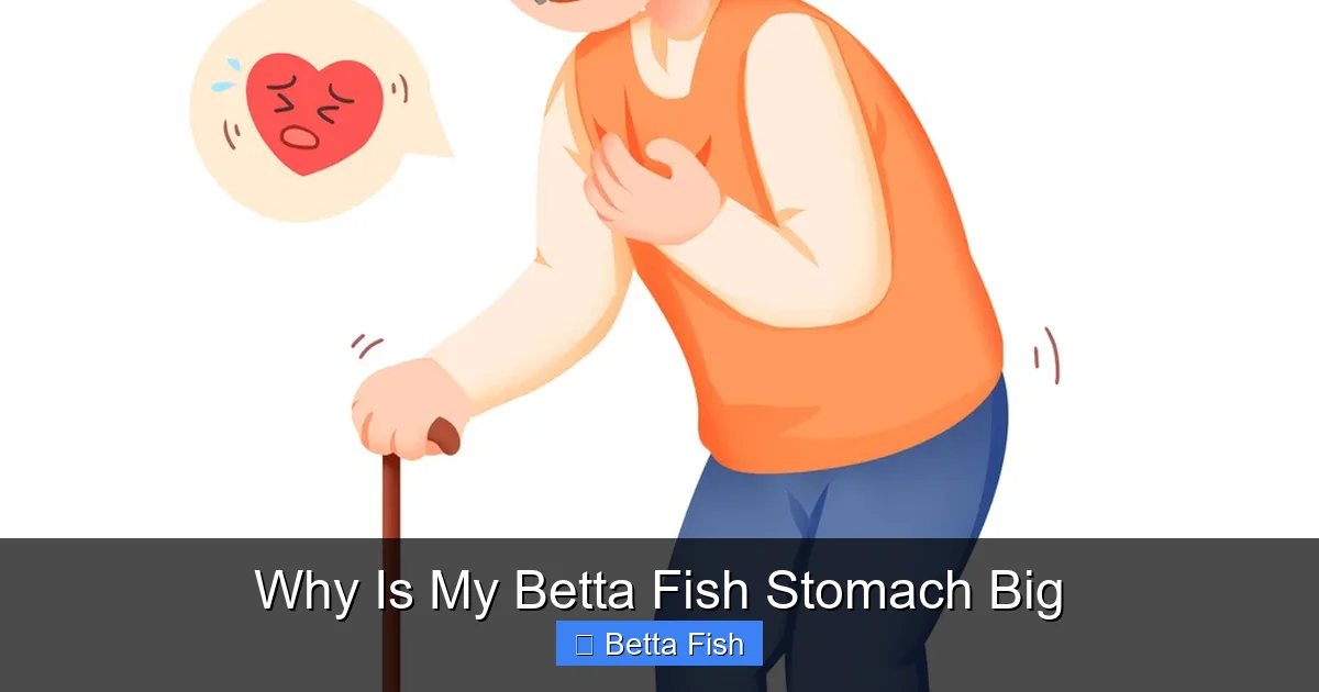 Why Is My Betta Fish Stomach Big