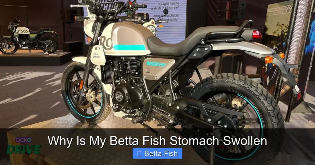 Why Is My Betta Fish Stomach Swollen