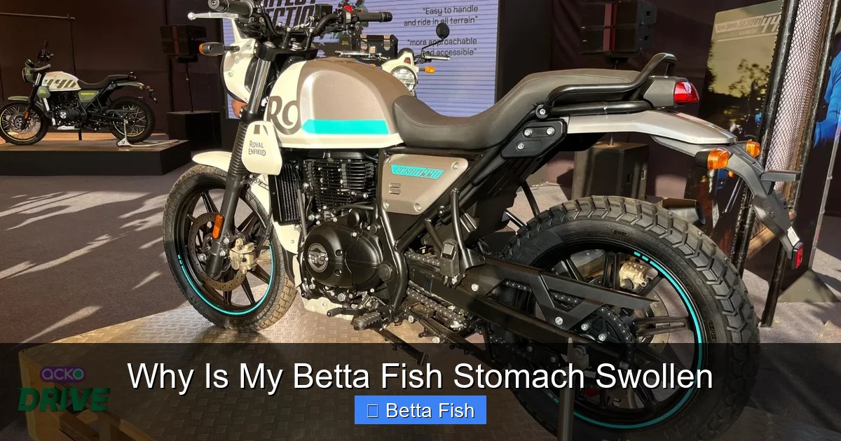 Why Is My Betta Fish Stomach Swollen