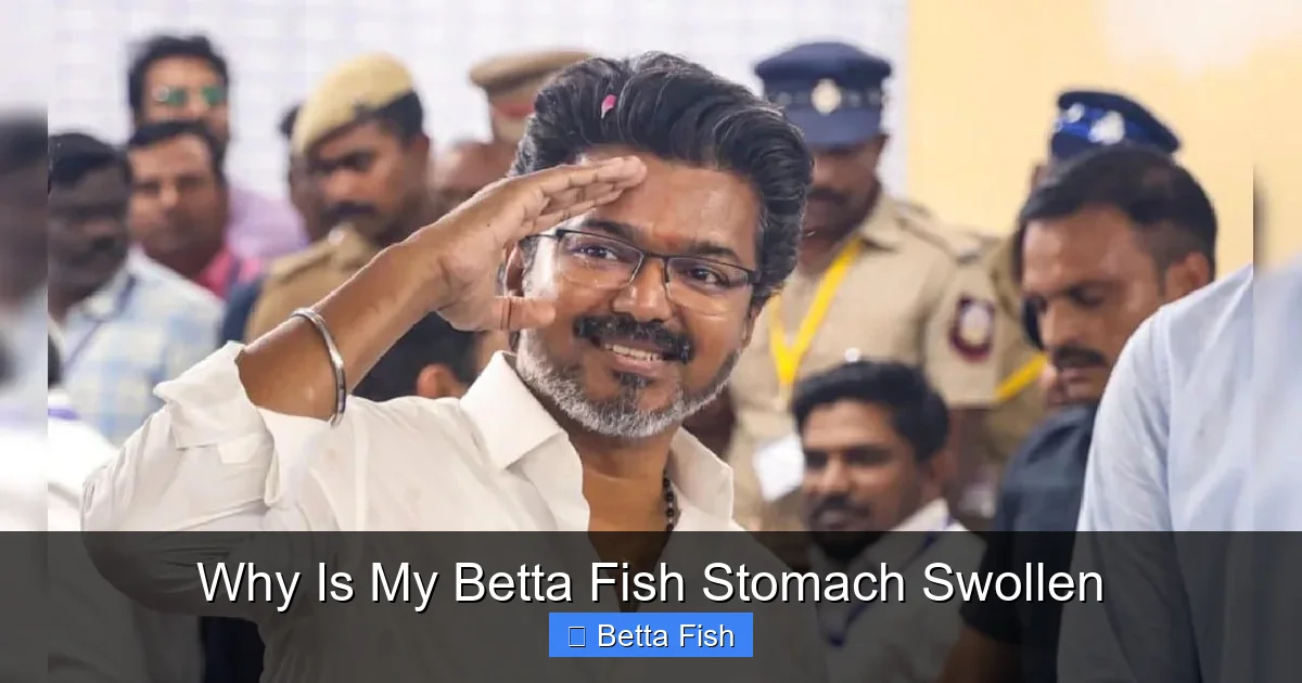 Why Is My Betta Fish Stomach Swollen