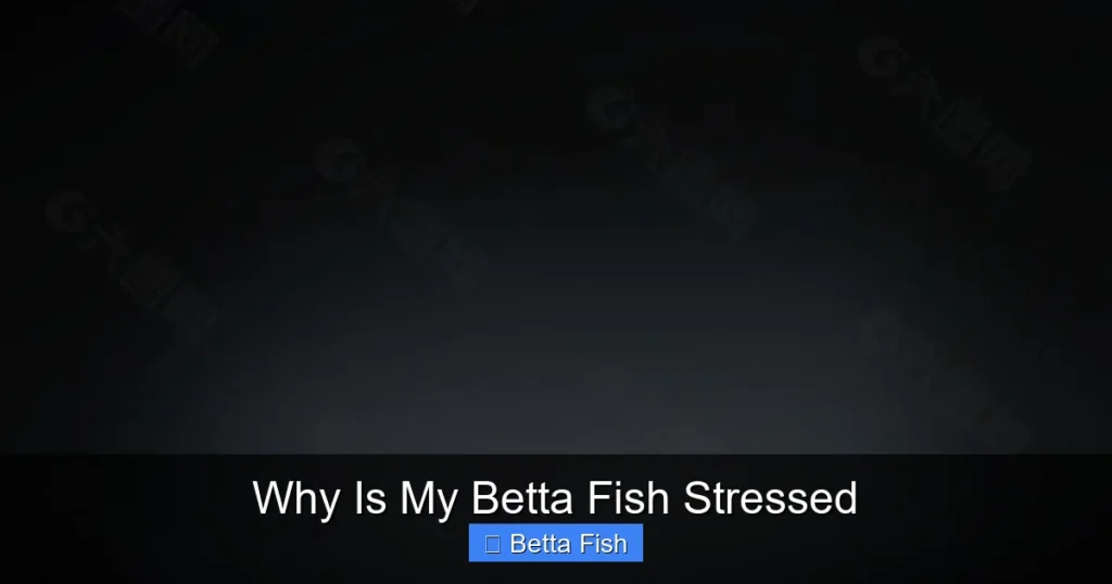 Why Is My Betta Fish Stressed